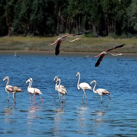 Obidos Lagoon Refuge