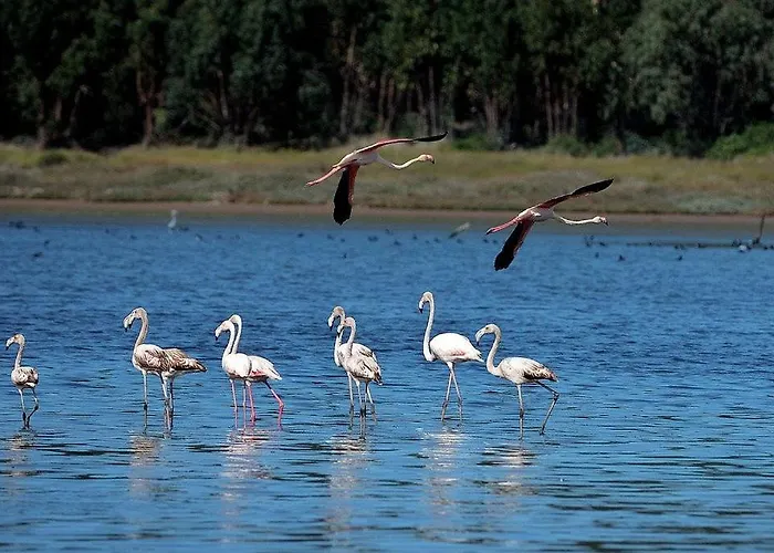 Obidos Lagoon Refuge